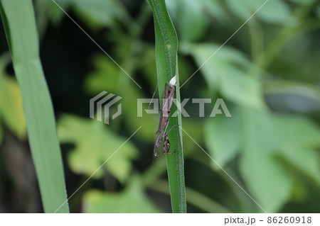 コカマキリの産卵　沖縄県南城市 86260918