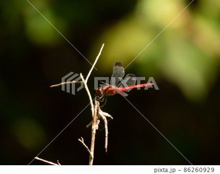 赤とんぼ 86260929