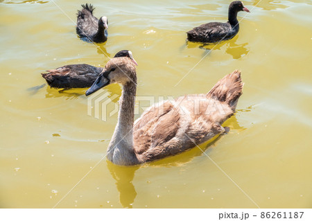 Beautiful baby cygnet mute swan fluffy grey and white chicks. Springtime new born wild swans birds in pond. Young swans swmming in a lake. 86261187