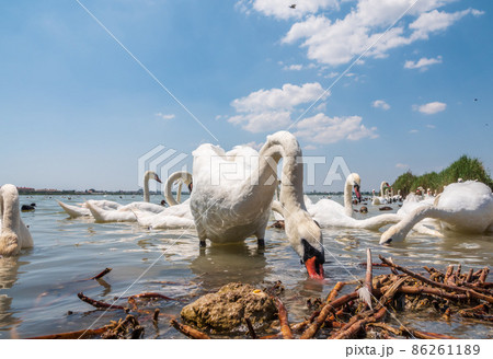 A large flock of graceful white swans swims in the lake., swans in the wild A large flock of graceful white swans swims in the lake., swans in the wild 86261189