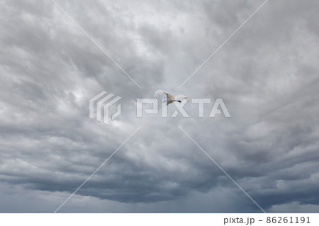 The flight of the little egret or Small White Heron. The flight of the little egret or Small White Heron. 86261191