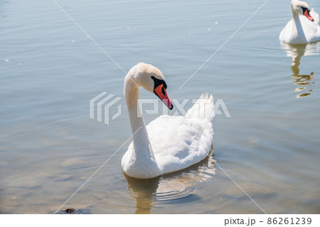 Graceful white Swan swimming in the lake, swans in the wild. Portrait of a white swan swimming on a lake. 86261239