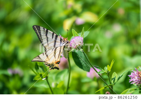Beautiful Butterfly Scarce Swallowtail, Sail Swallowtail, Pear-tree Swallowtail, Podalirius. Latin name Iphiclides podaliriu. Butterfly collects nectar on flower. 86261250