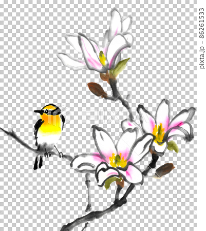 水仙捕蠅器在用水墨畫技術繪製的木蘭科布斯上 86261533