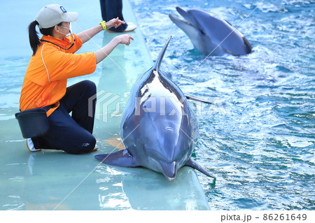 しながわ水族館　飼育員の指示でプールサイドに上がるイルカ　 86261649