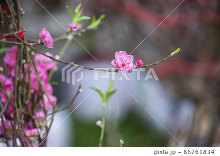 Natural photos: Colorful flower paintings. This is beautifull flowers Natural photos: Colorful flower paintings. This is beautifull flowers 86261834