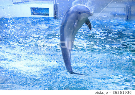 しながわ水族館 飼育員の指示に従いジャンプするイルカ しながわ水族館 飼育員の指示に従いジャンプするイルカ 86261936