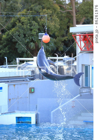 しながわ水族館 ジャンプしてボールにタッチするイルカ の写真素材