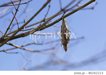 越冬するミノムシ 86262223