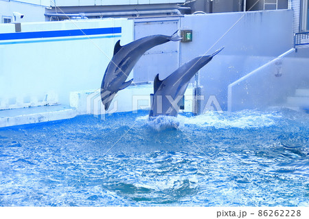 しながわ水族館 そろってジャンプする2頭のイルカ しながわ水族館 そろってジャンプする2頭のイルカ 86262228