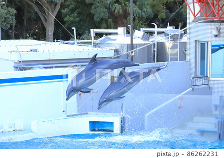 しながわ水族館 そろってジャンプする2頭のイルカ しながわ水族館 そろってジャンプする2頭のイルカ 86262231