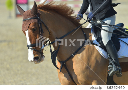 障害馬術競技　力強く跳ねる馬と選手 86262460