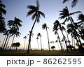 夕暮れのヤシの木 86262595