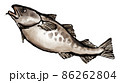 鮮度の良い鱈2 86262804