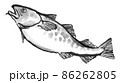 鮮度の良い鱈3 86262805
