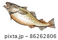 鮮度の良い鱈4 86262806
