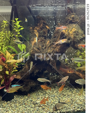 アクアリウム　熱帯魚　水槽 86262939