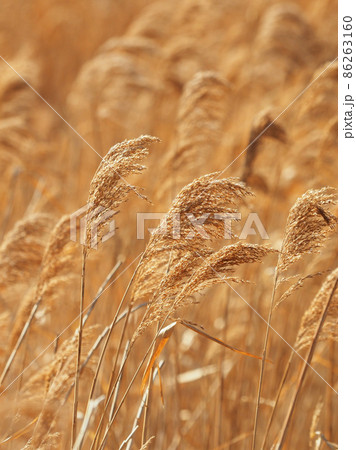 ヨシ(葦) 86263160