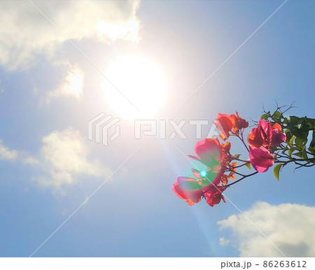 太陽とブーゲンビリア2 86263612