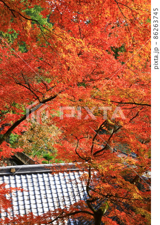 秋の大興善寺 秋の大興善寺 86263745