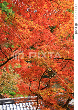 秋の大興善寺 86263746