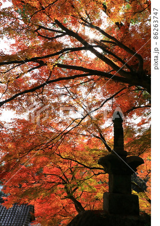 秋の大興善寺 86263747