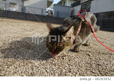 舌出し猫 86263832