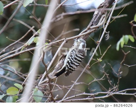 餌を探すコゲラ 86264026