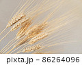 Spikelets of dry rye. 86264096