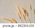 Spikelets of dry rye. 86264100