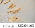 Spikelets of dry rye. 86264103