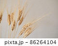 Spikelets of dry rye. 86264104