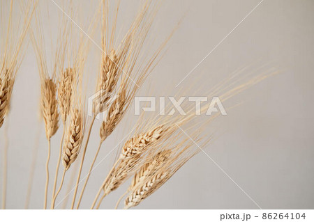 Spikelets of dry rye. Spikelets of dry rye. 86264104