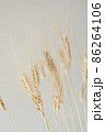 Spikelets of dry rye. 86264106