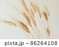 Spikelets of dry rye. 86264108