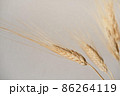 Spikelets of dry rye. 86264119