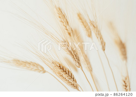 Spikelets of dry rye. 86264120