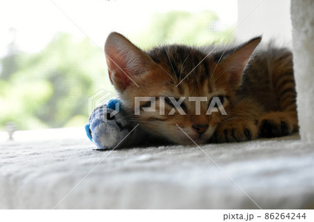 キャットタワーでかくれんぼする生後1か月のキジトラ仔猫 キャットタワーでかくれんぼする生後1か月のキジトラ仔猫 86264244