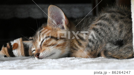 キャットタワーでお昼寝している生後1か月のキジトラの仔猫とネズミのおもちゃ キャットタワーでお昼寝している生後1か月のキジトラの仔猫とネズミのおもちゃ 86264247
