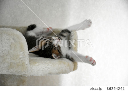 キャットタワーが大好きな生後1か月のサバトラの仔猫 キャットタワーが大好きな生後1か月のサバトラの仔猫 86264261