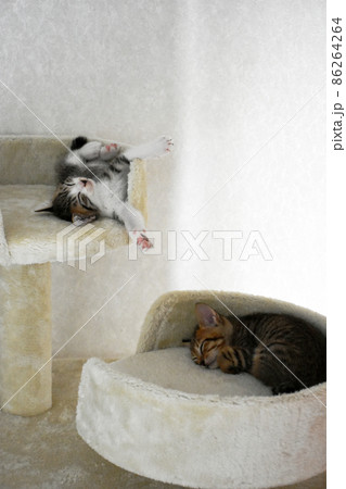 キャットタワーお昼寝している生後1か月のキジトラとサバトラの兄弟仔猫 86264264