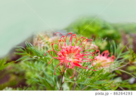 グレビレア・ココナッツアイスの花の形をご覧ください。とってもユニークな形をしています。 グレビレア・ココナッツアイスの花の形をご覧ください。とってもユニークな形をしています。 86264293