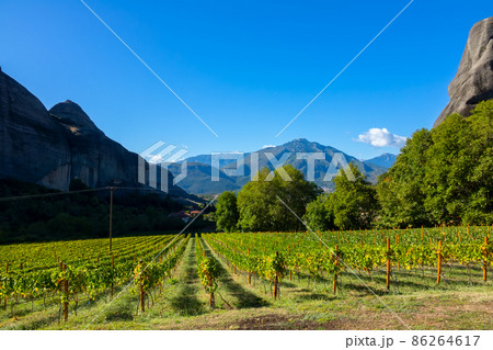 Sunny Summer Day and Vineyard in Greek Meteora Sunny Summer Day and Vineyard in Greek Meteora 86264617