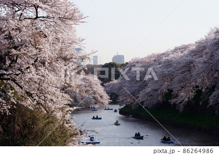 桜の名所の千鳥ヶ淵でボートに乗って花見するカップルは賑やかに幸せそうで 86264986