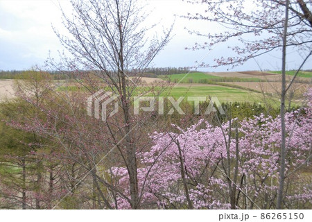 美瑛の桜 86265150