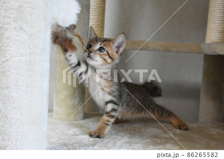 キャットタワーでおもちゃと遊ぶ生後1か月のキジトラ仔猫 86265582