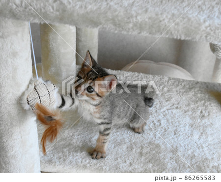 キャットタワーでおもちゃと遊ぶ生後1か月のキジトラ仔猫 キャットタワーでおもちゃと遊ぶ生後1か月のキジトラ仔猫 86265583