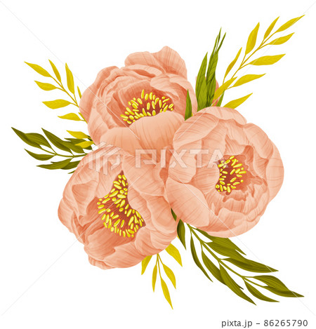 Peonies bouquet. Isolated buds and leaves on...のイラスト素材 [86265790] - PIXTA