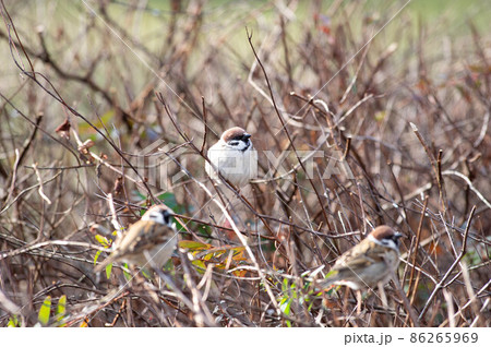ふくら雀4 ふくら雀4 86265969