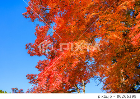 紅葉の名所香嵐渓 愛知県豊田市 紅葉の名所香嵐渓 愛知県豊田市 86266399